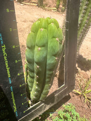👑🌶️ Blue Ecuador— 8” Pup