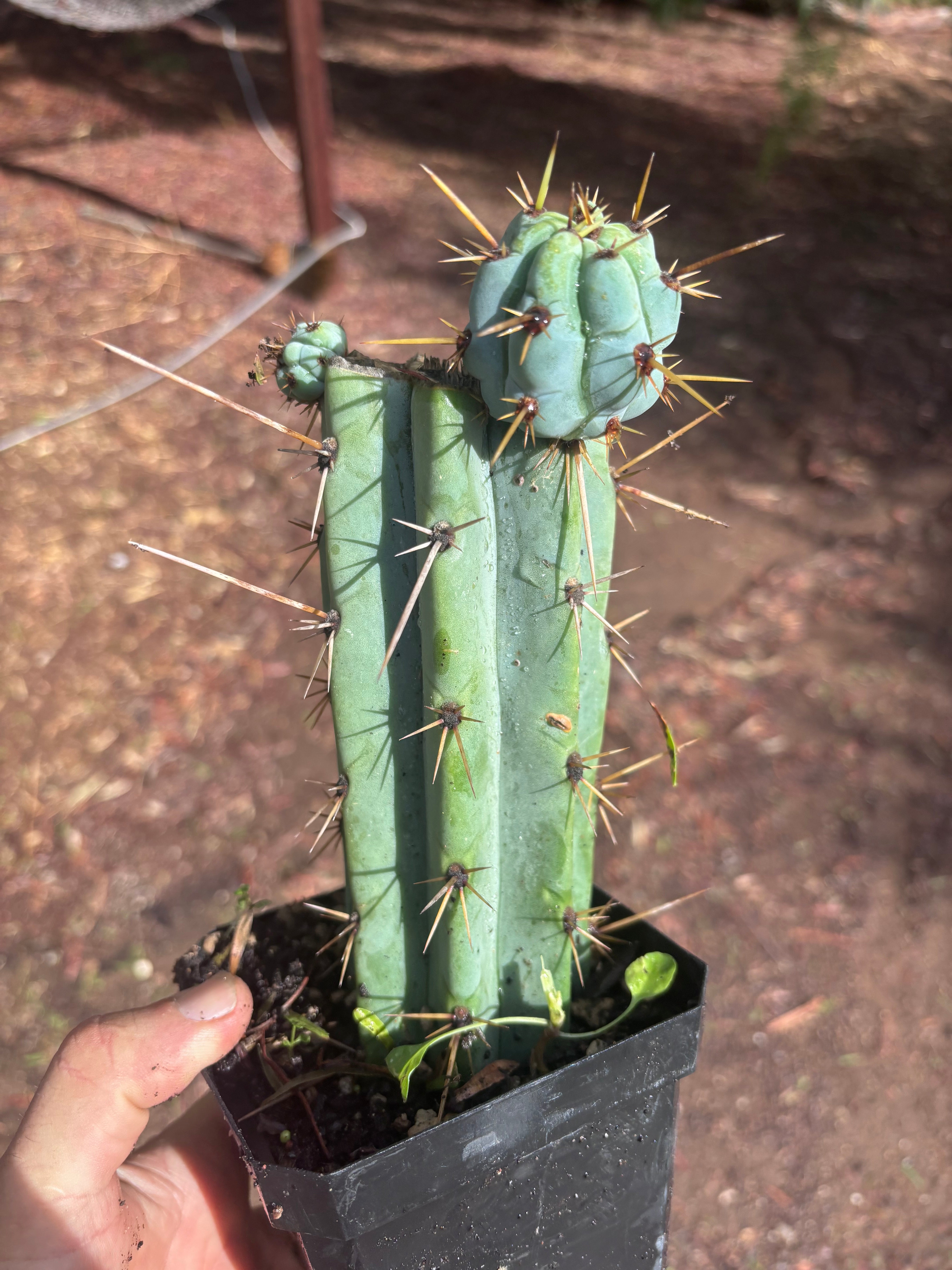 🌶️ Psycho0’ x OTB — Rooted Mid with Pups