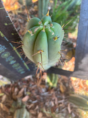 👑🌶️🌶️ Pala — 10” Pup