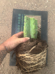 💎🌶️🌶️ NOM — Fully Rooted XL Stump