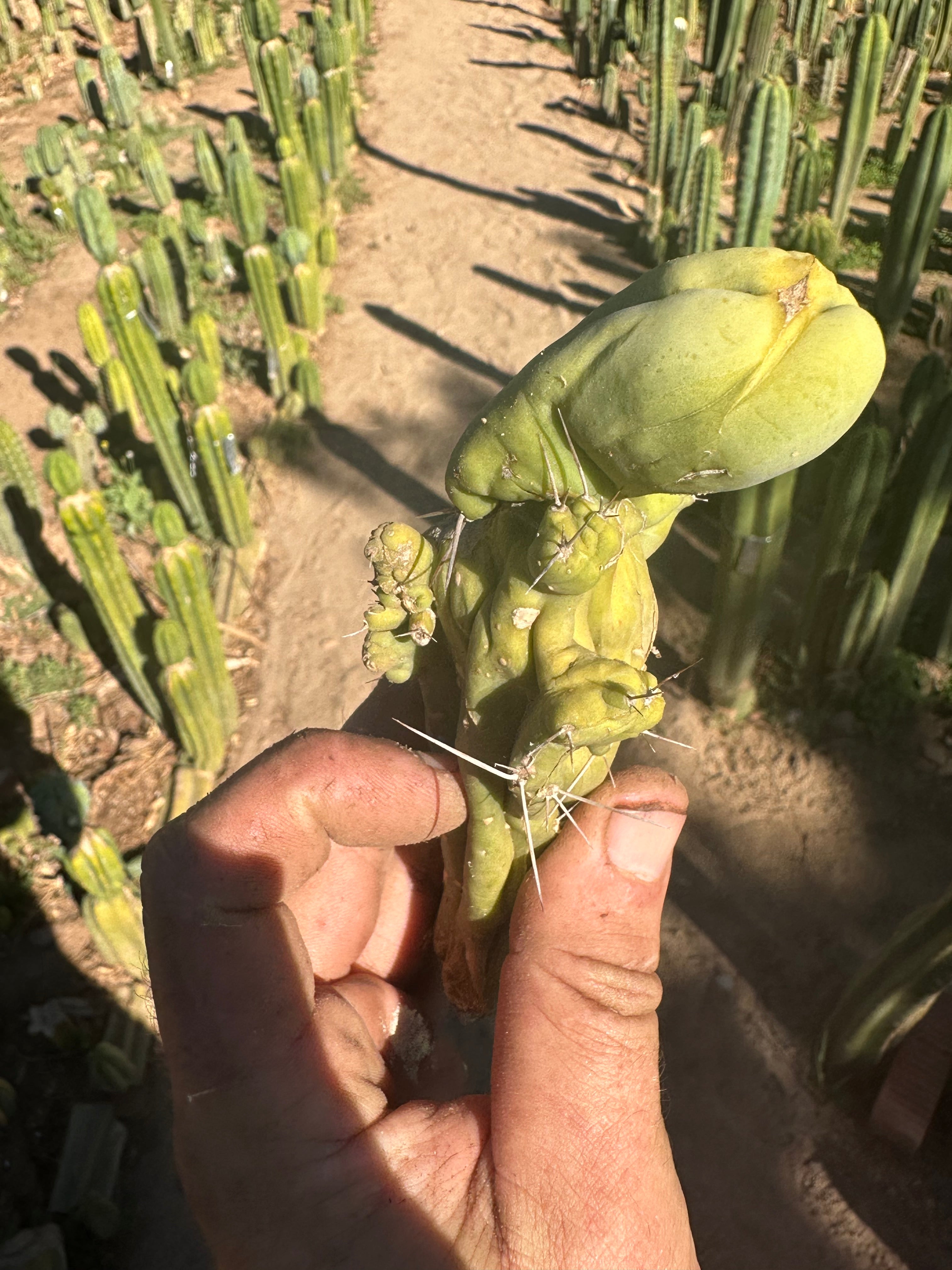 👑💎🌶️🌶️ TBMC — Small 6” Cutting