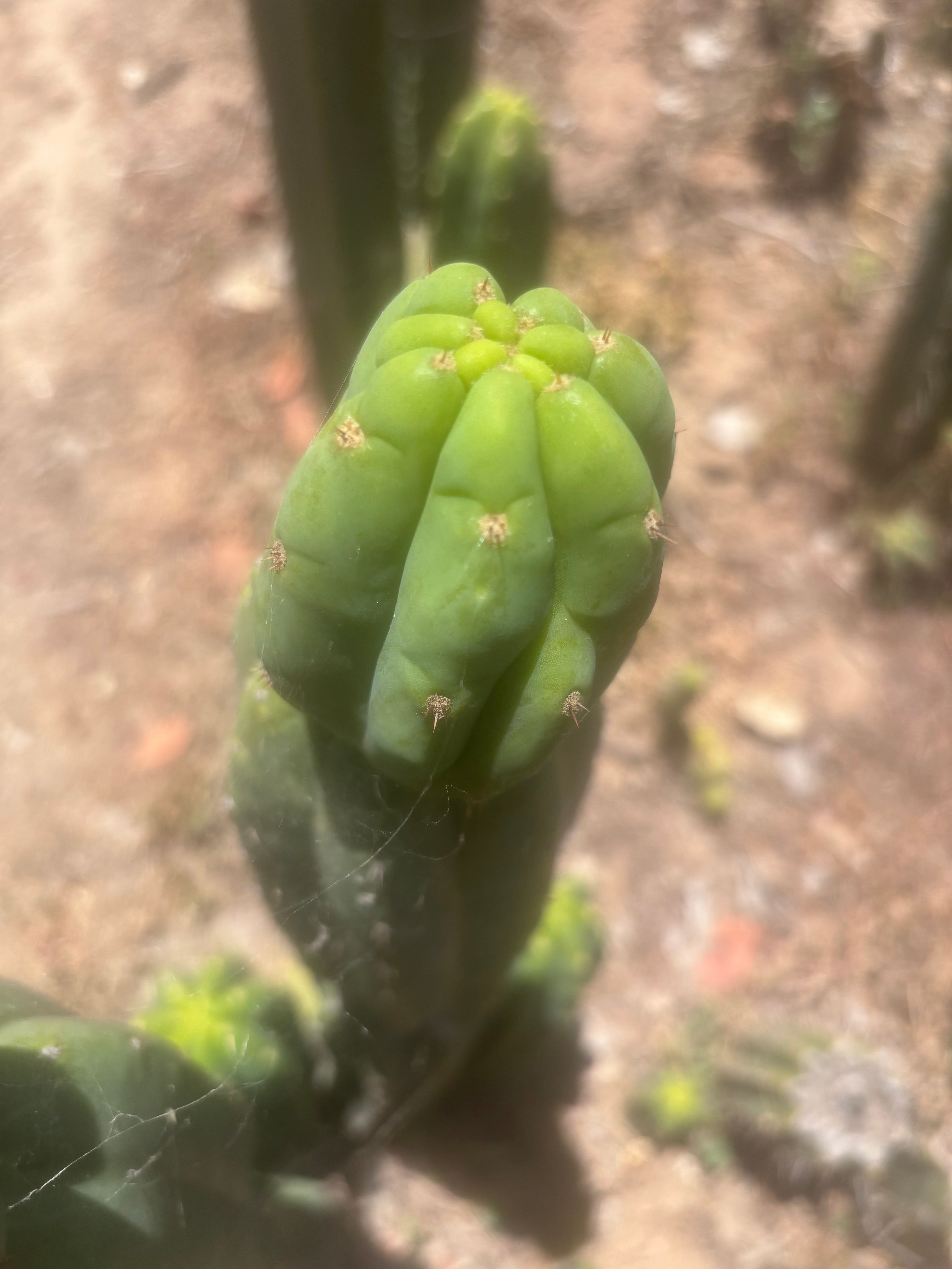 👑🌶️🌶️ Ogun — 11” Tip