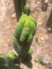 👑🌶️🌶️ Ogun — 11” Tip