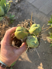 👑🌶️🌶️  TBM Clone B — Fully Rooted