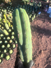 👑💎🌶️🌶️ Eileen — 17” Mega Tip