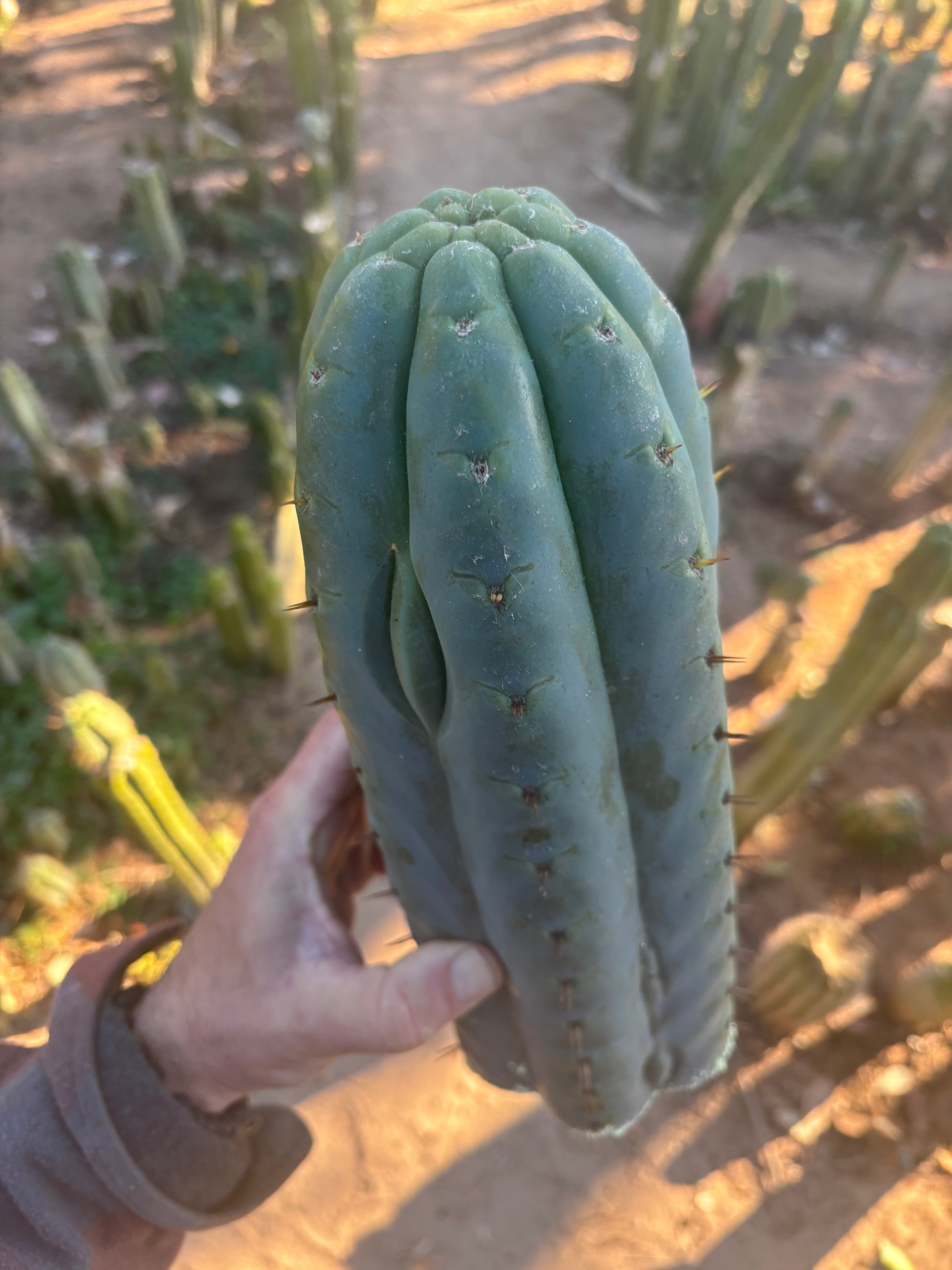 👑💎🌶️  Ashdod — Massive 12” Tip