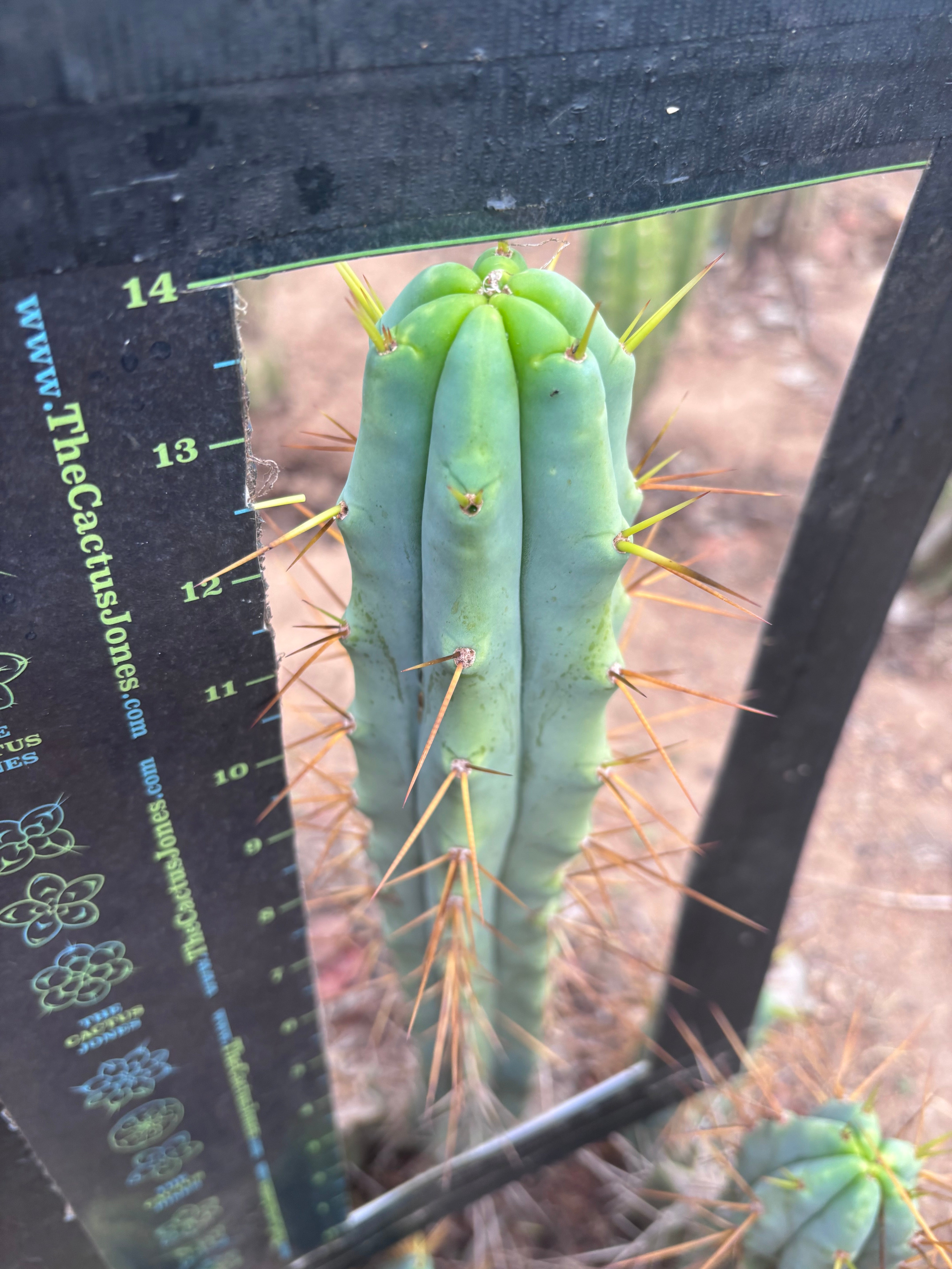 👑🌶️ Medicine Man — XL 14” Tip