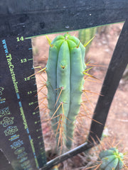 👑🌶️ Medicine Man — XL 14” Tip