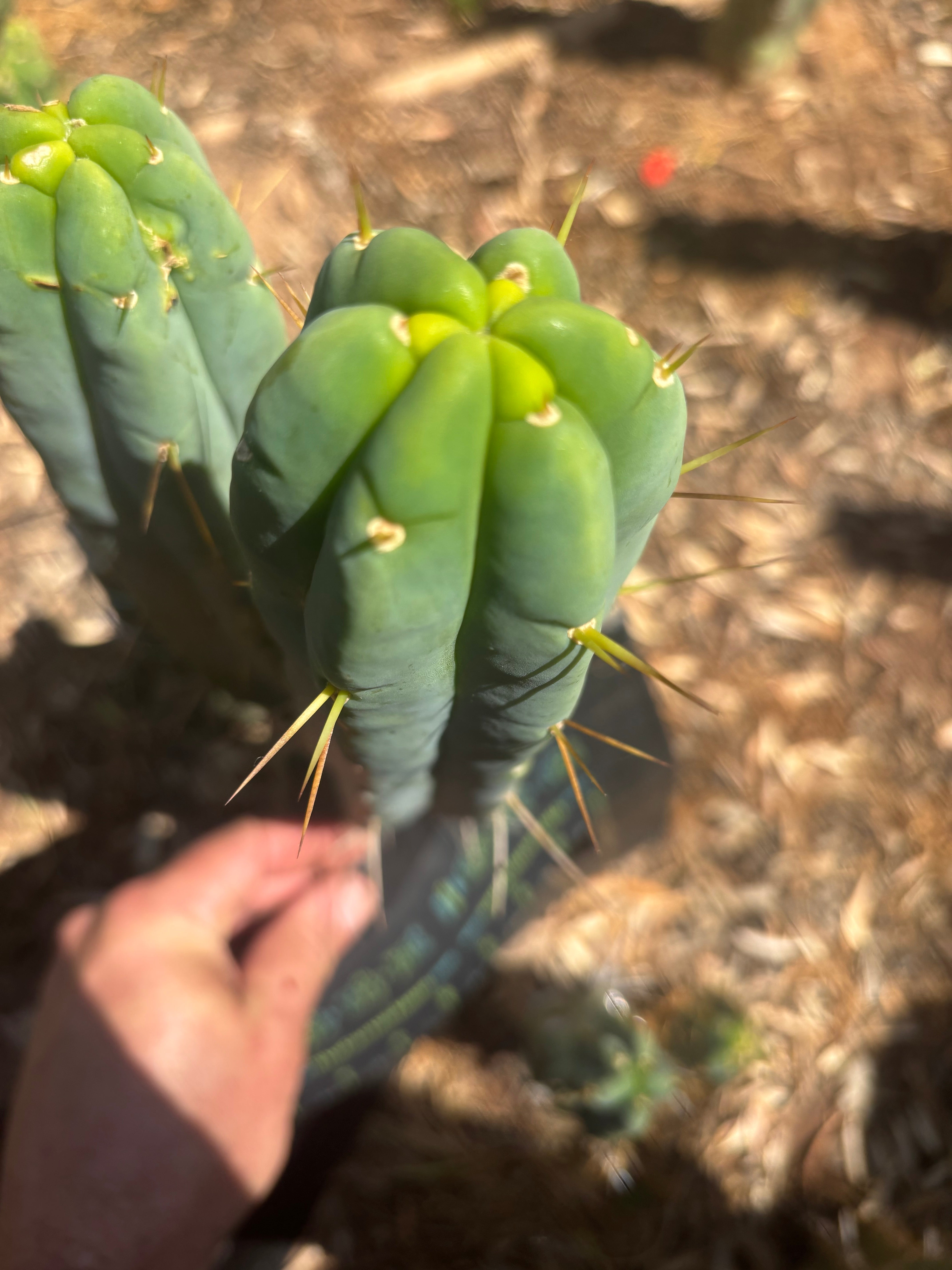 👑🌶️ Species C — 11” Pup