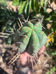 👑🌶️🌶️ Pala — Chubby 8” Tip