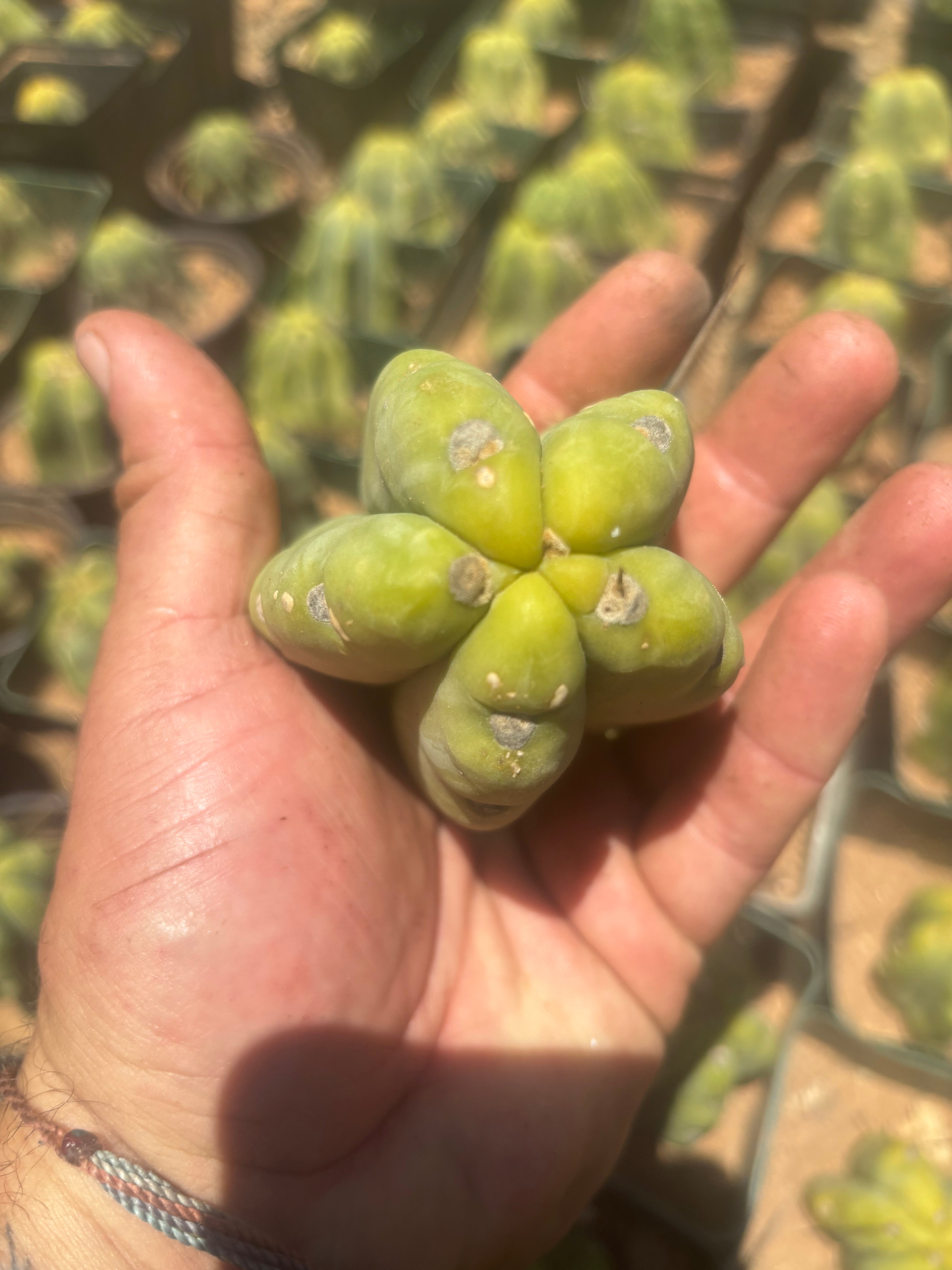 NEW Add-On Freebie — Bridgesii Tips