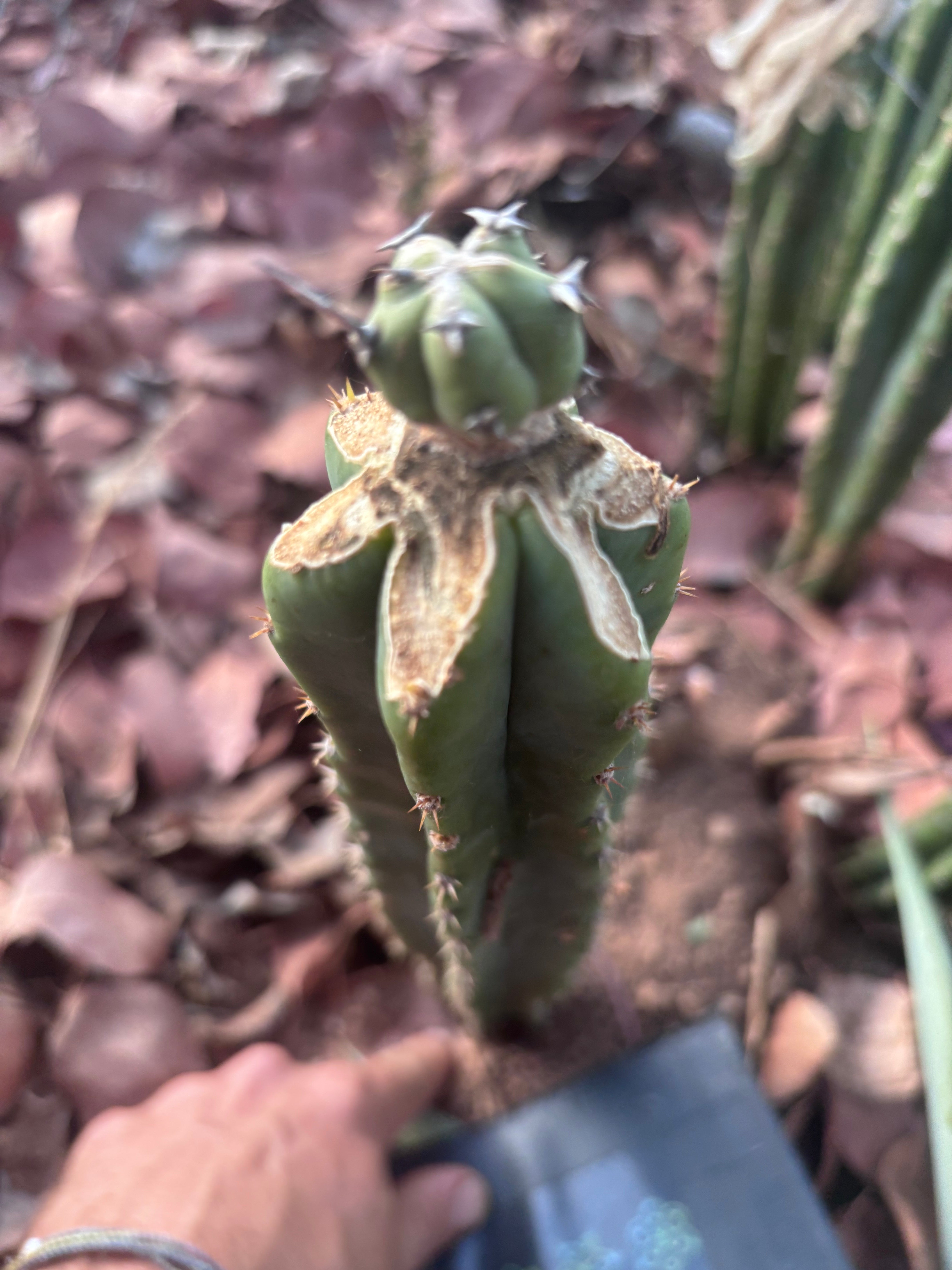 🦄 👑 M Stacker — Fully Rooted Graft