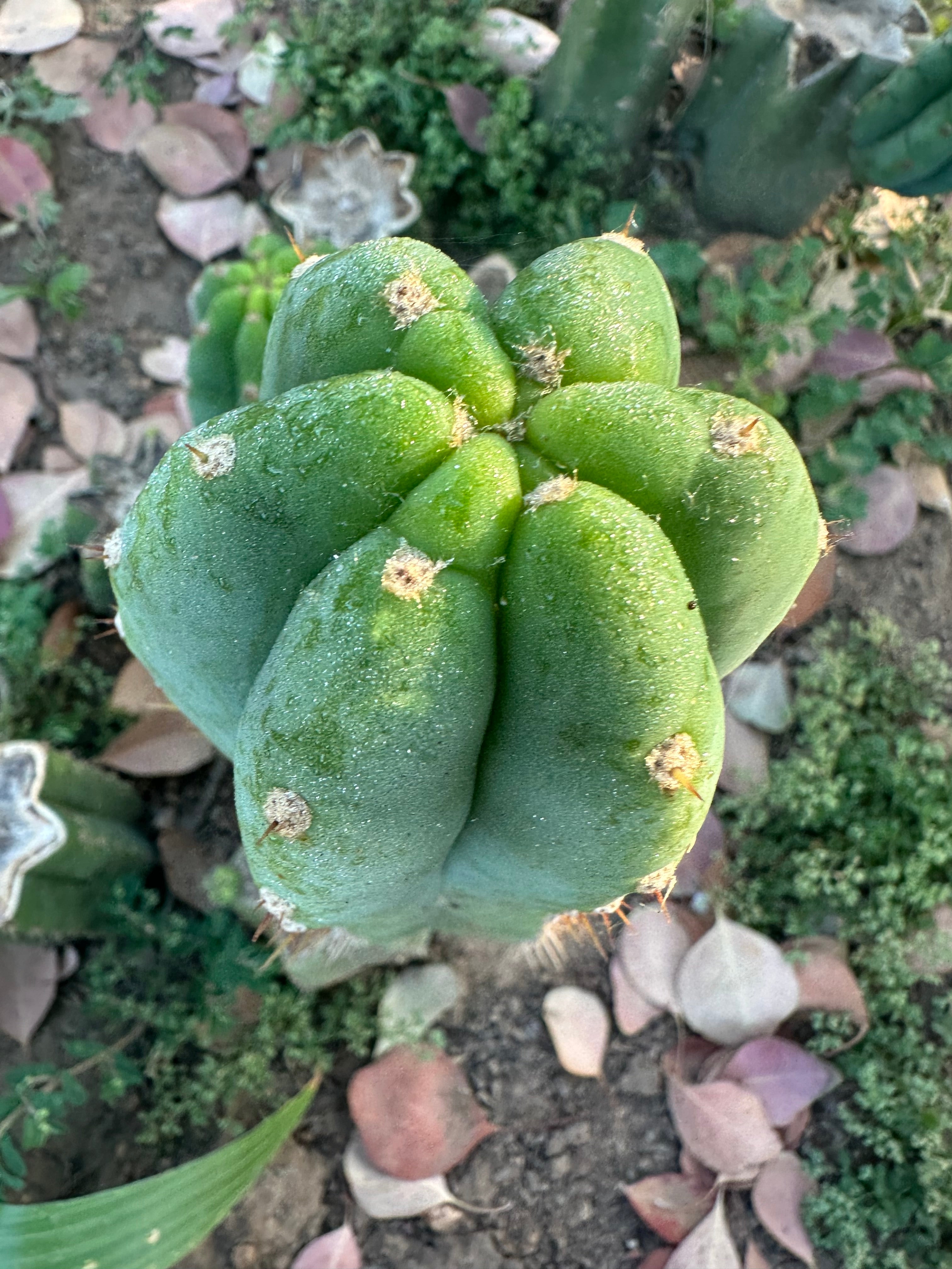 👑🌶️🌶️ Landfill — 11” Pup