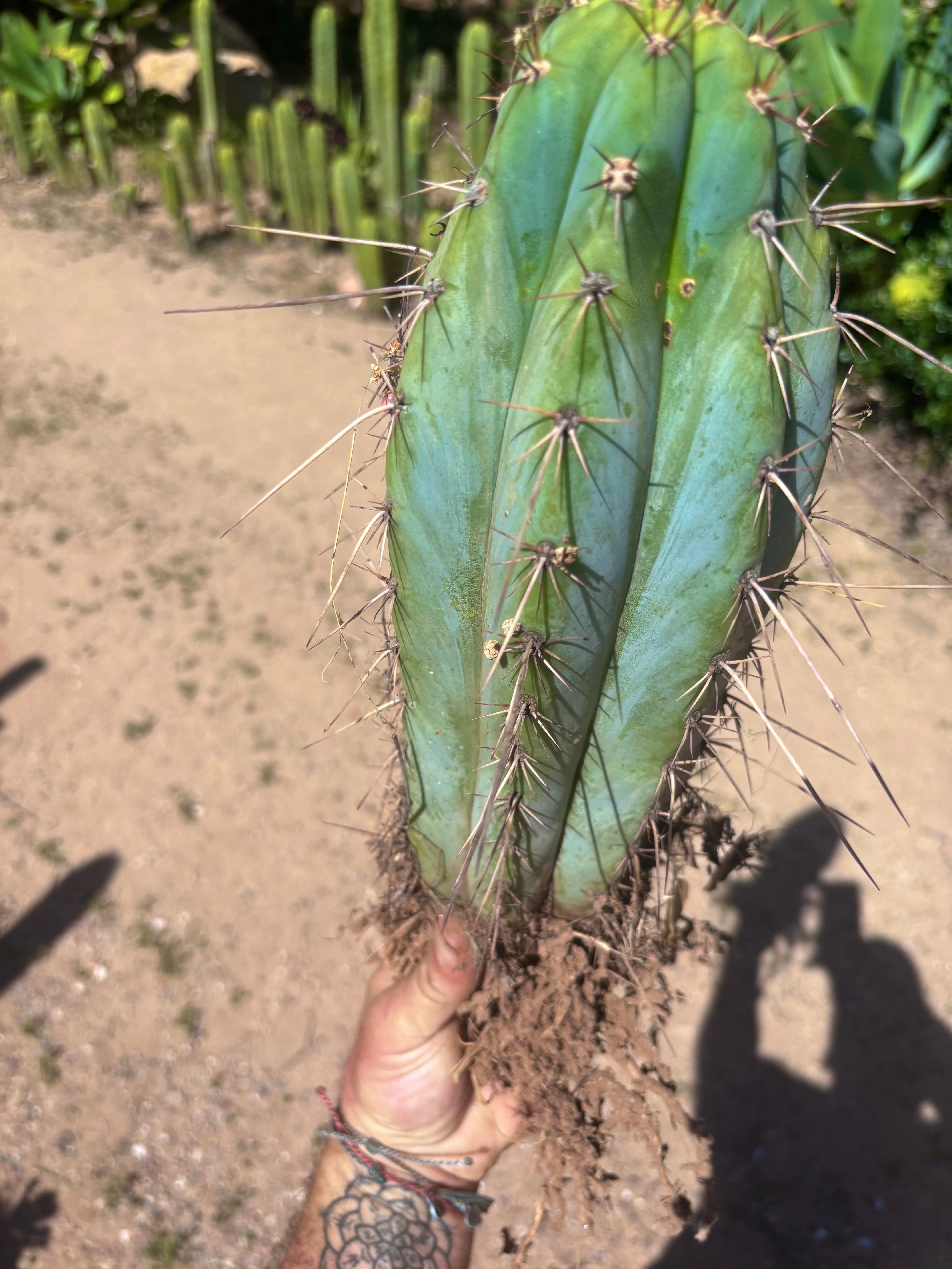 💎👑🌶️ RS0004  — 14” Rooted Chonker