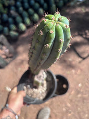 👑 Moran — Fully Rooted 15”