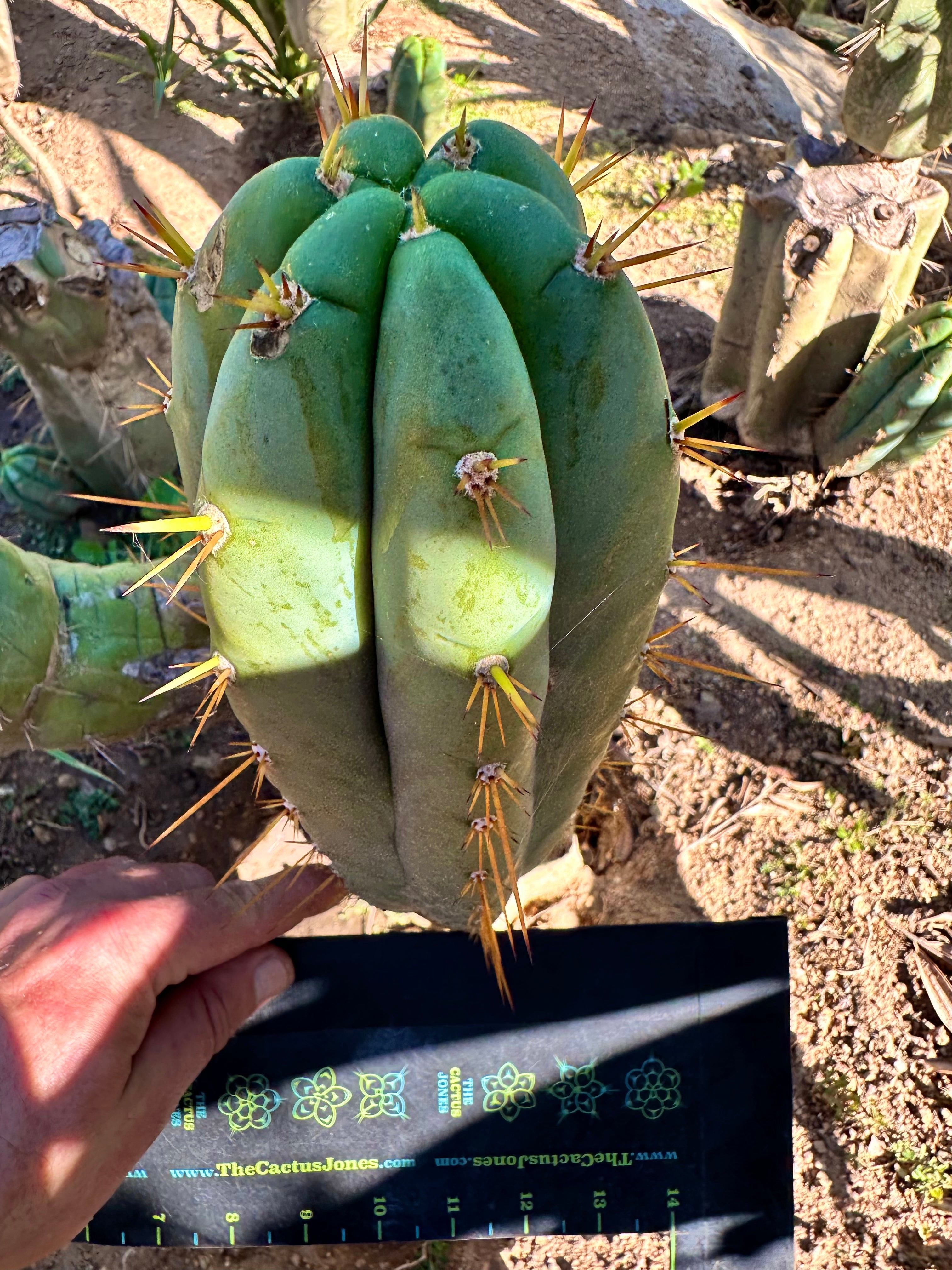 👑 Lotusland Huanu — FAT 10” Pup