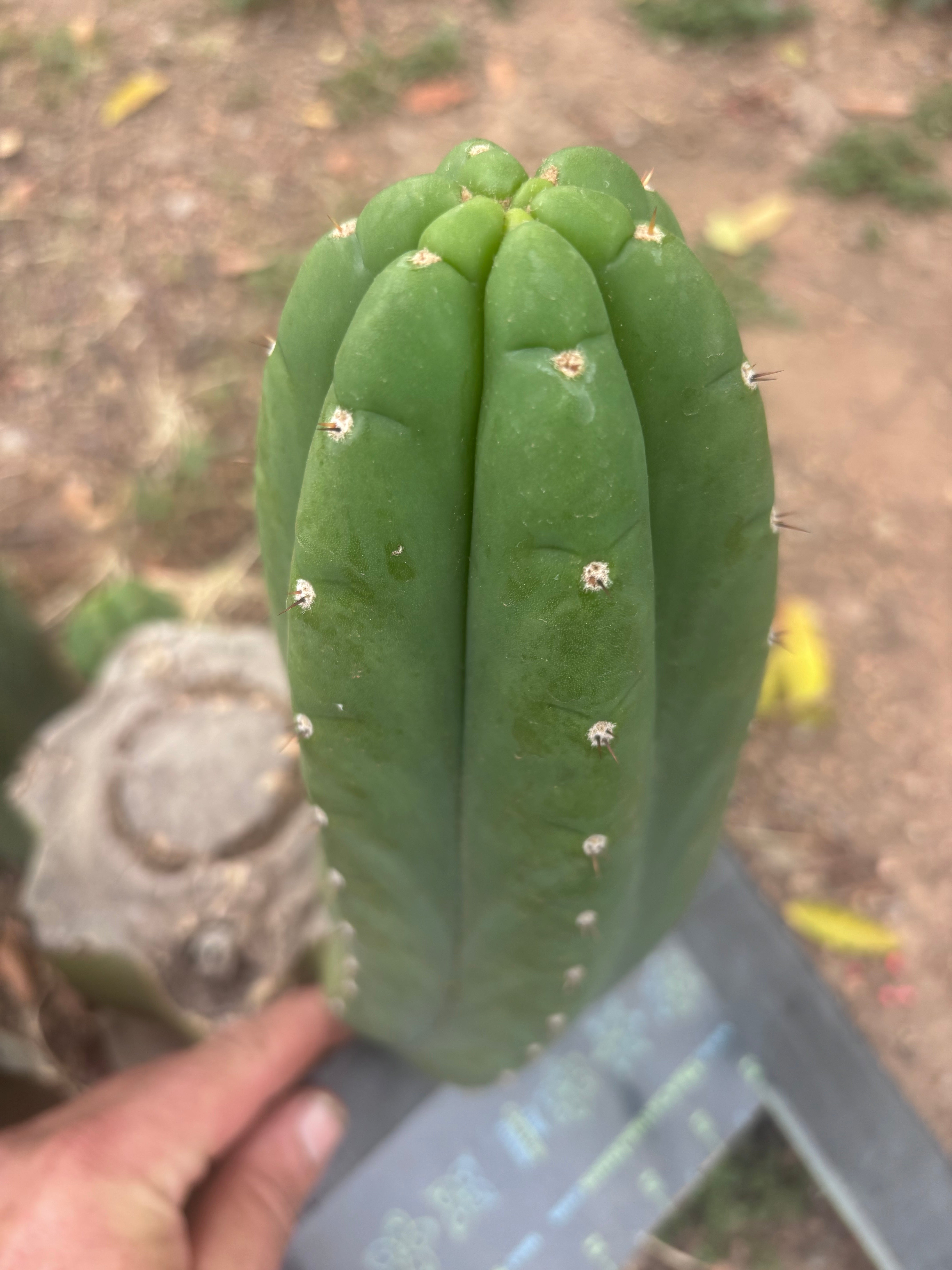 👑🌶️ Yogi — Fat 10” Pup