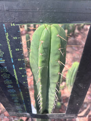 👑🌶️ Malo4 (F2)  — XL 14” Tip