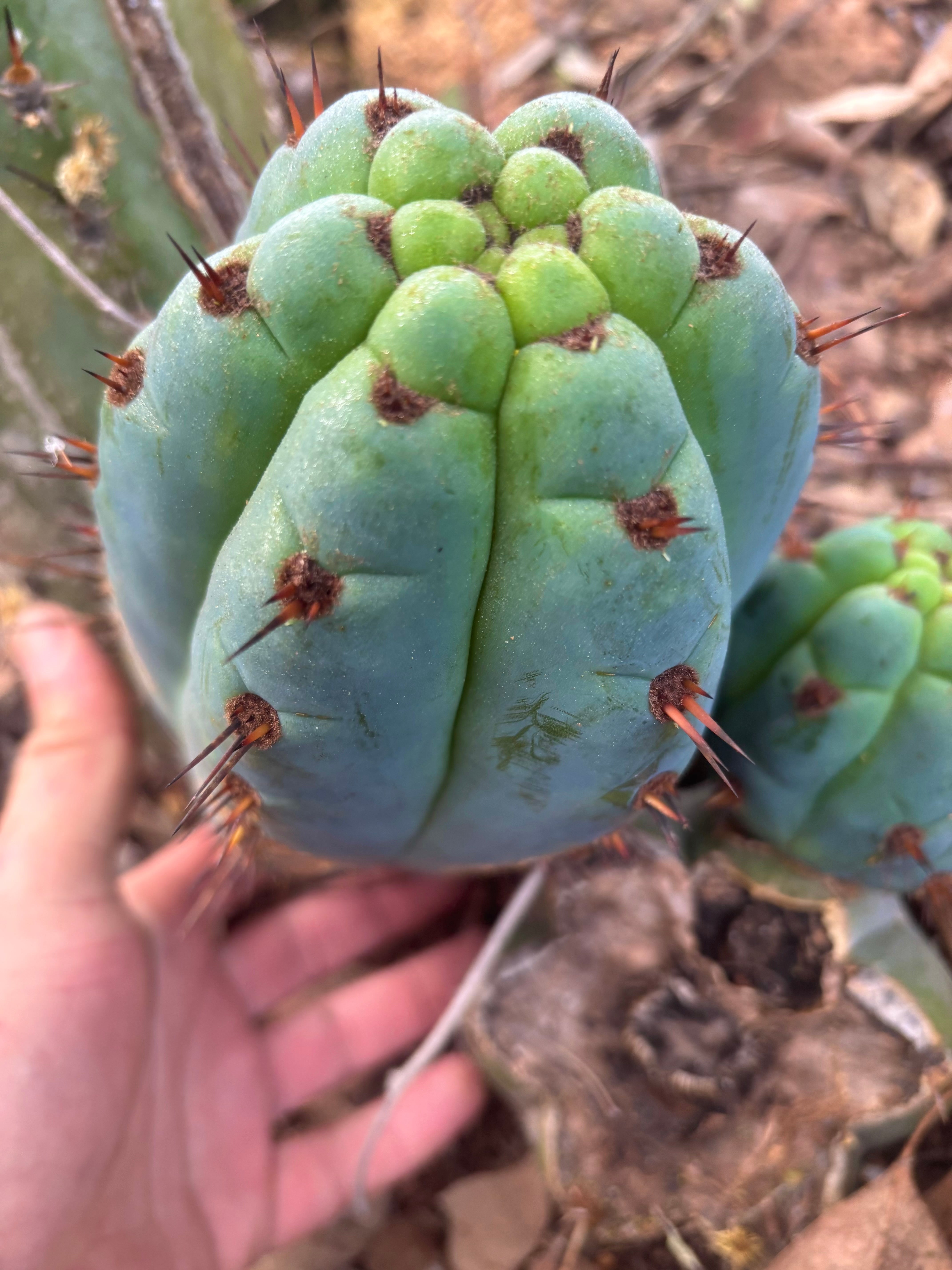 💎👑 Papa Smurf — 8” Chonk Melon