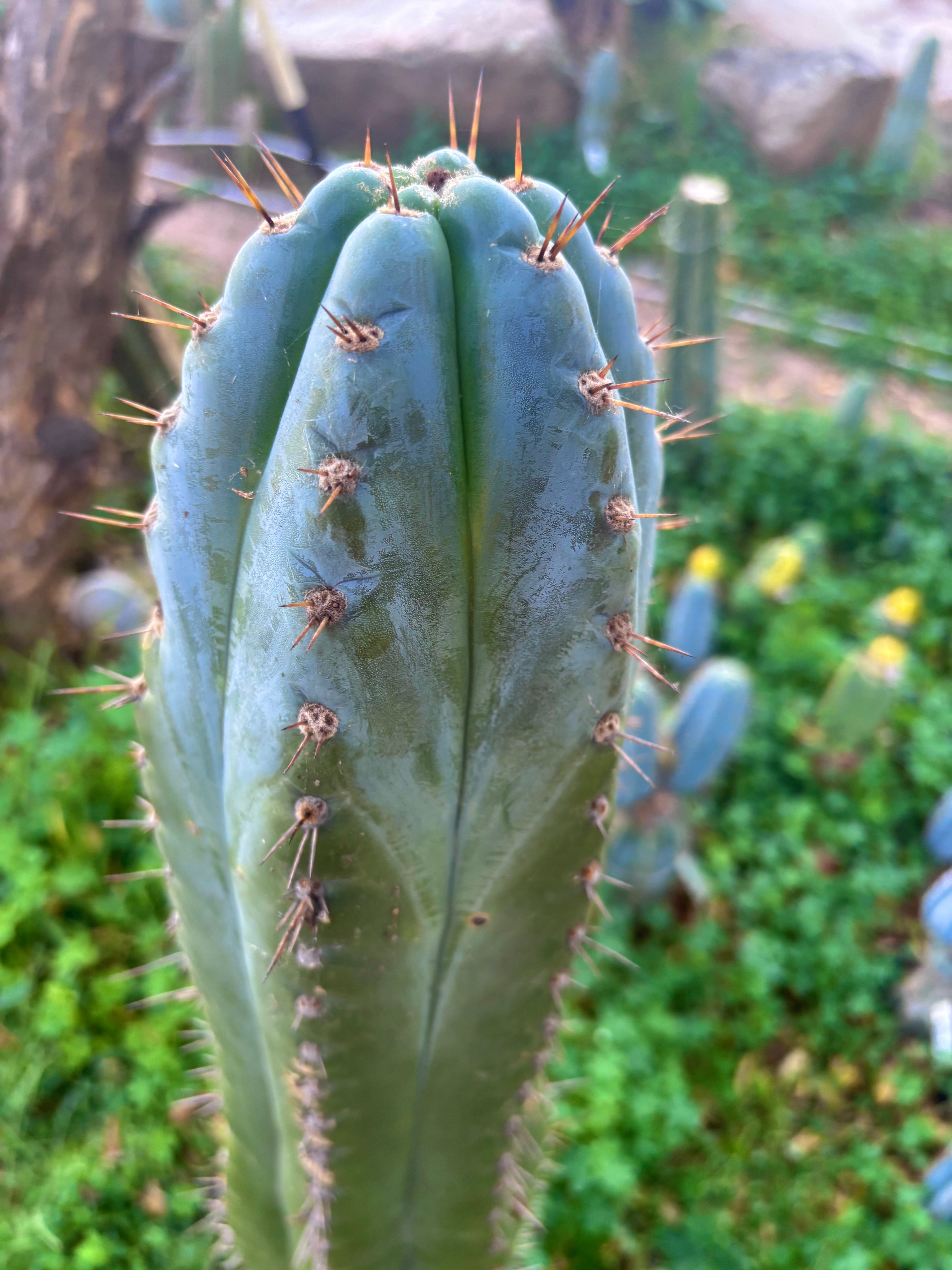 💎👑💎 Papa Smurf — XXL 14” Tip