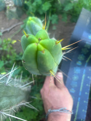 💎👑🌶️ Monster De Cota Cota — 8.5” Pup