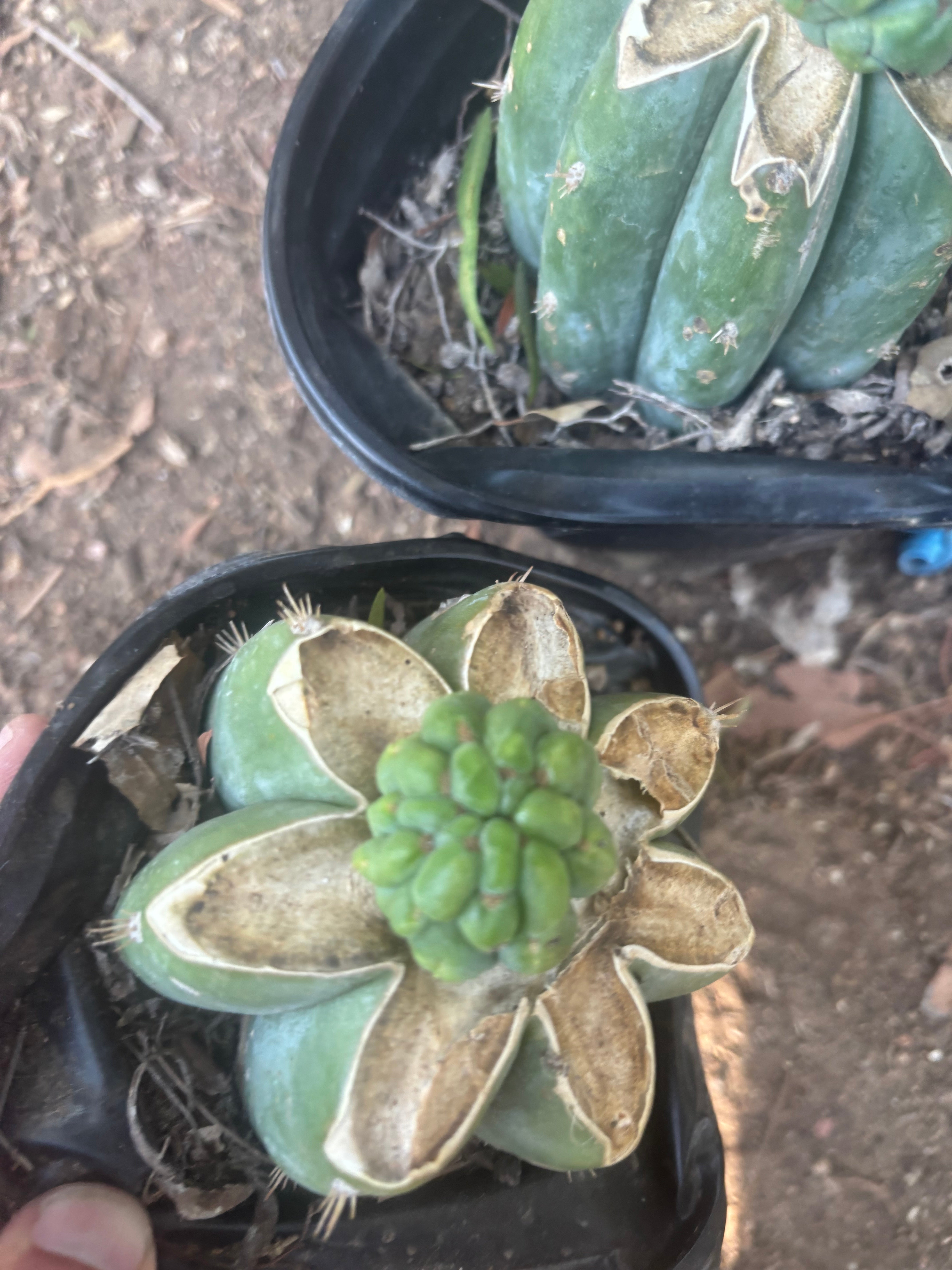 💎👑💎 Havran — Pup Grafts on Rooted Shine01 (Two Ready to Ship)