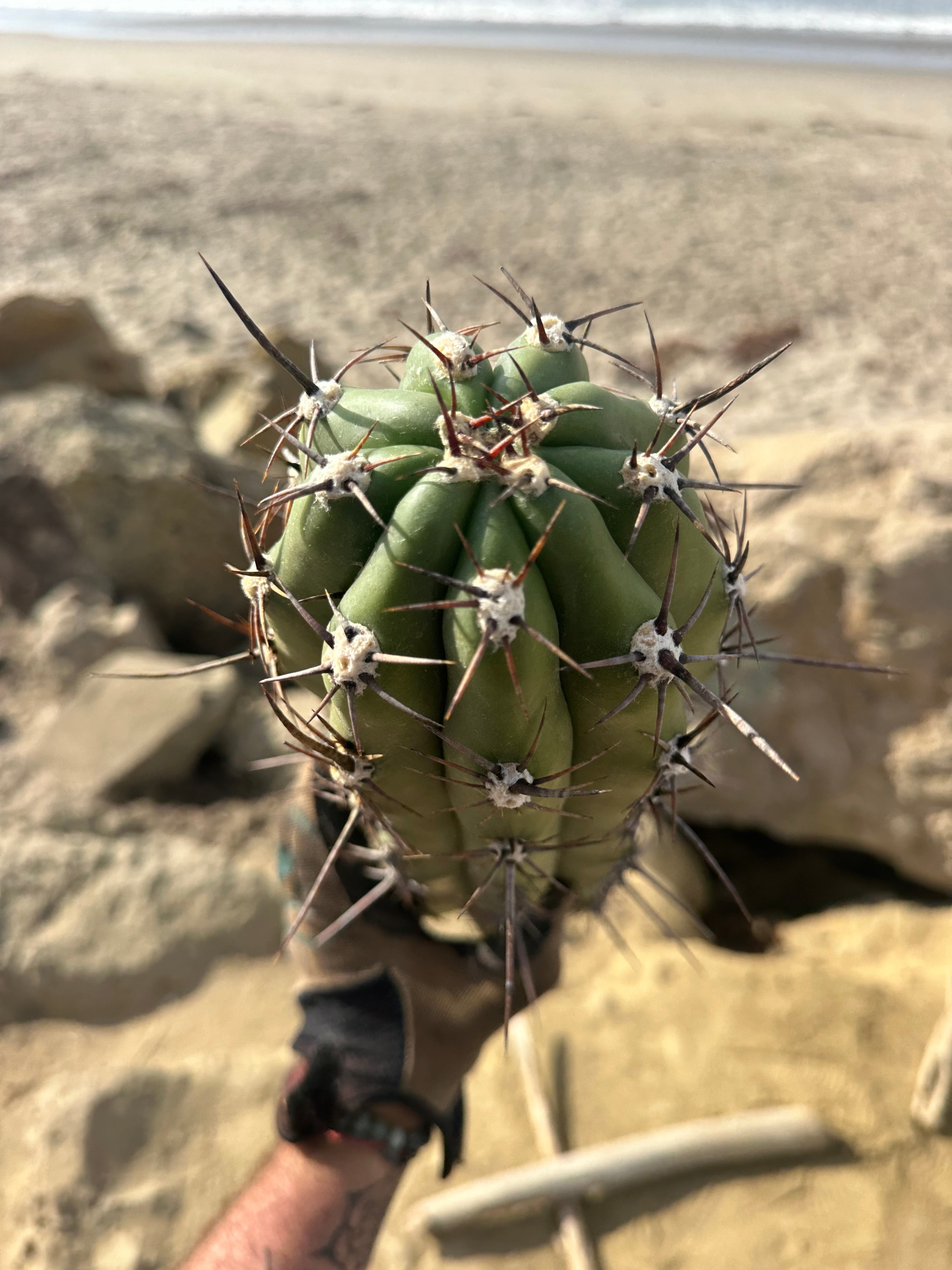 💪⚔️ A Beast of a Taq Tip