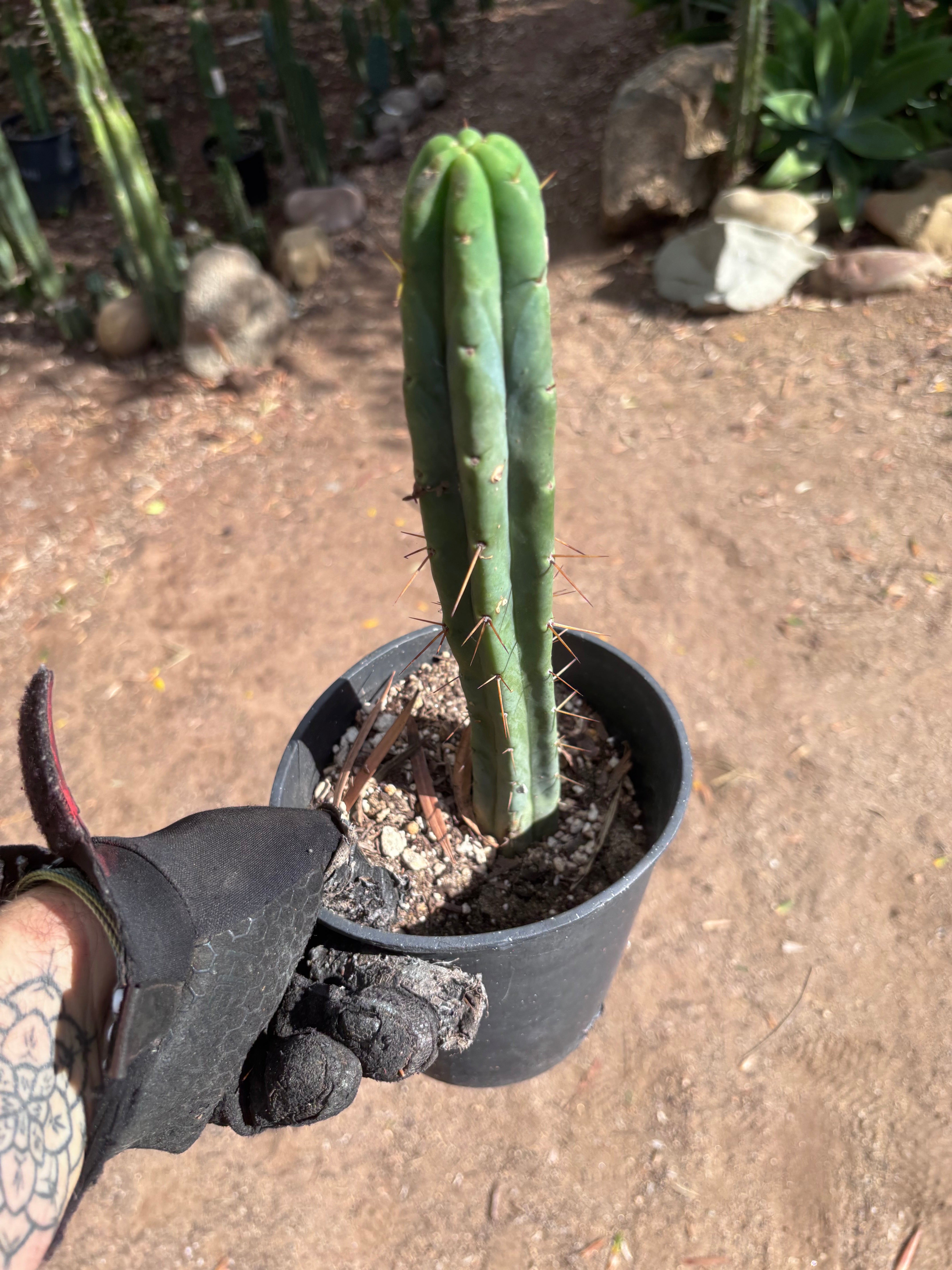 👑🌶️🌶️  Jiimz Twin Spine — *Rooted* 13” Tip