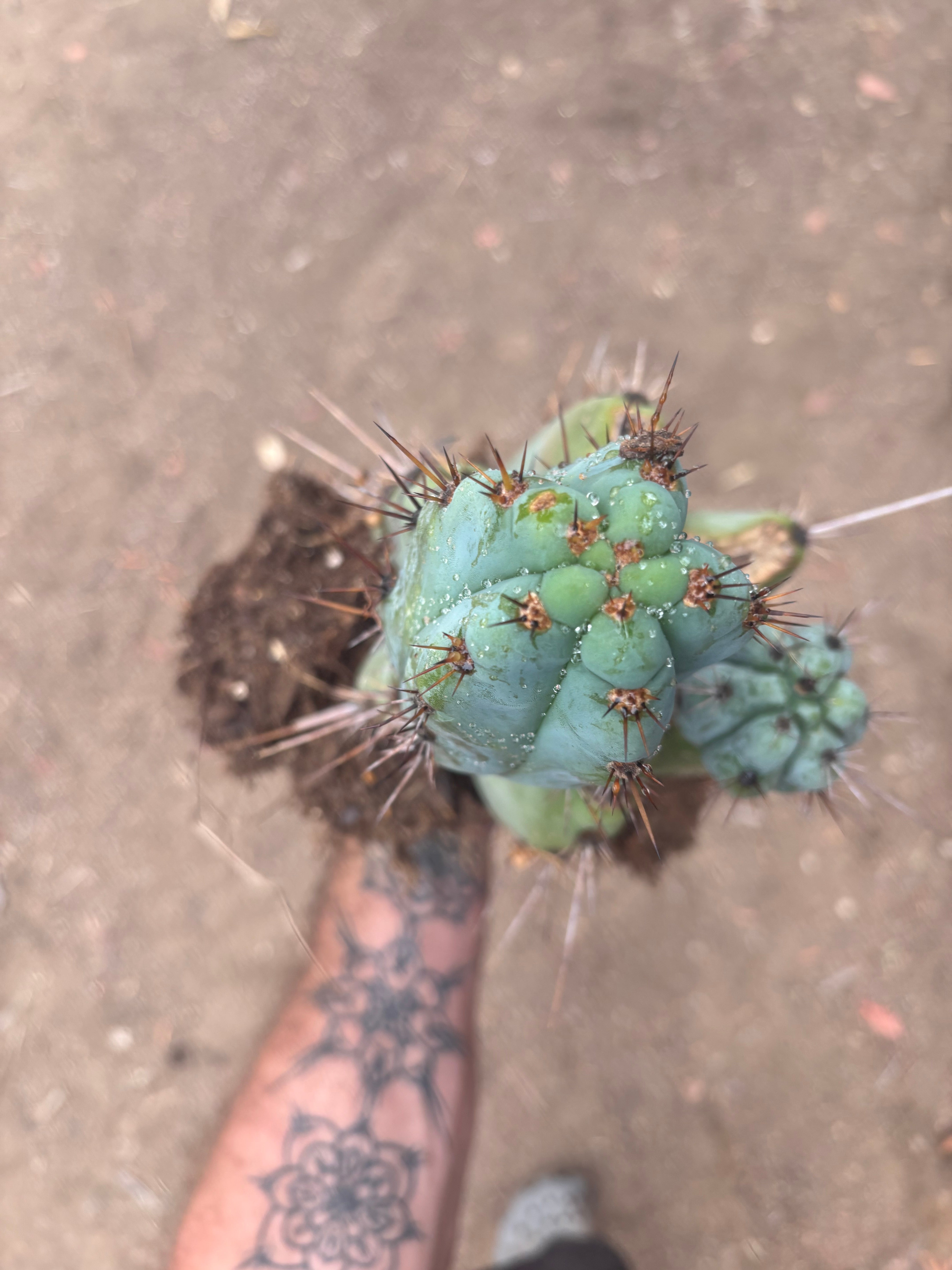 💎👑💎 Papa Smurf — *Hefty* Rooted Mid w/ Pups