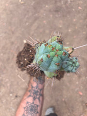 💎👑💎 Papa Smurf — *Hefty* Rooted Mid w/ Pups