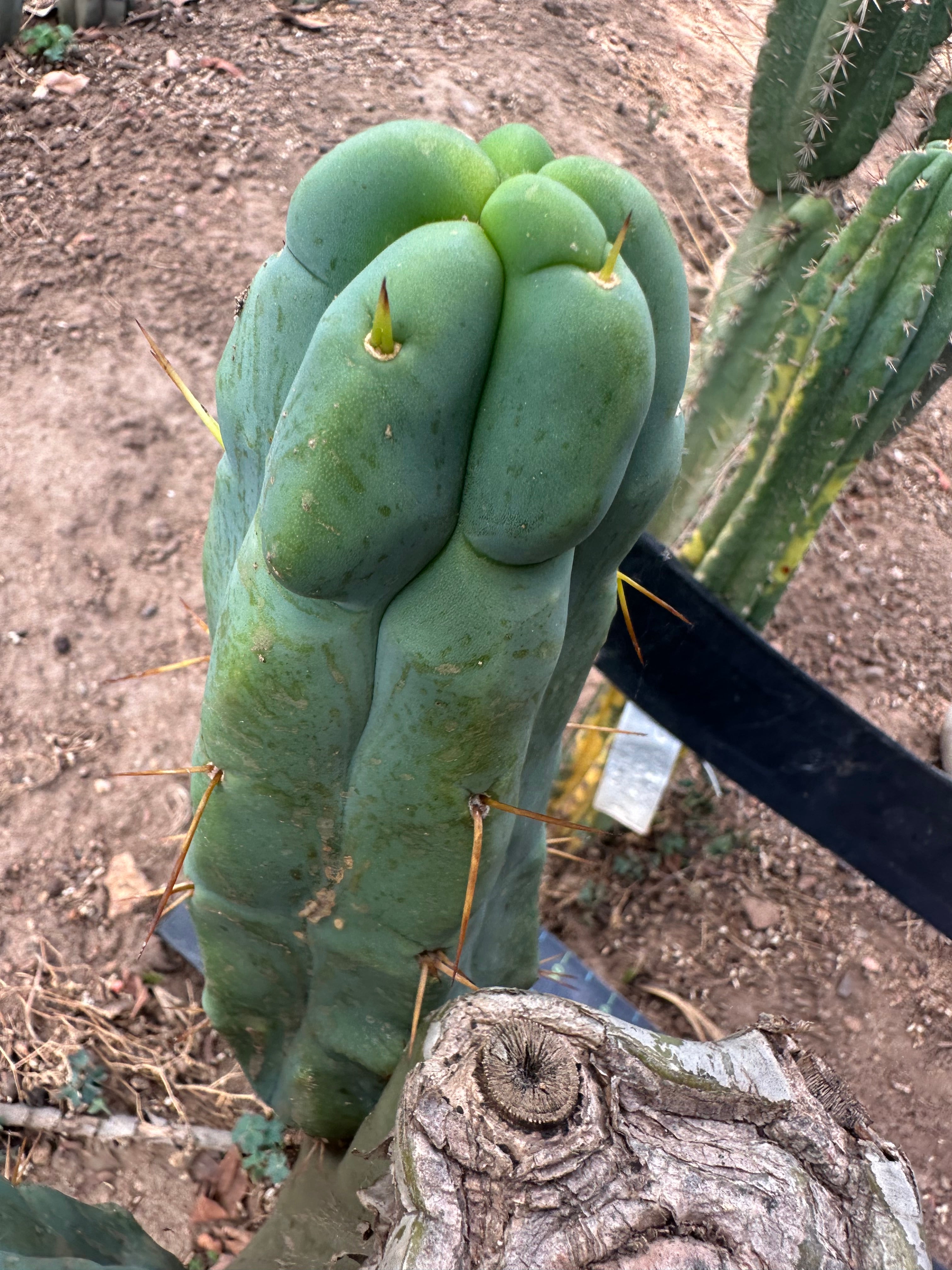 👑🌶️ Caballero — 8” Pup