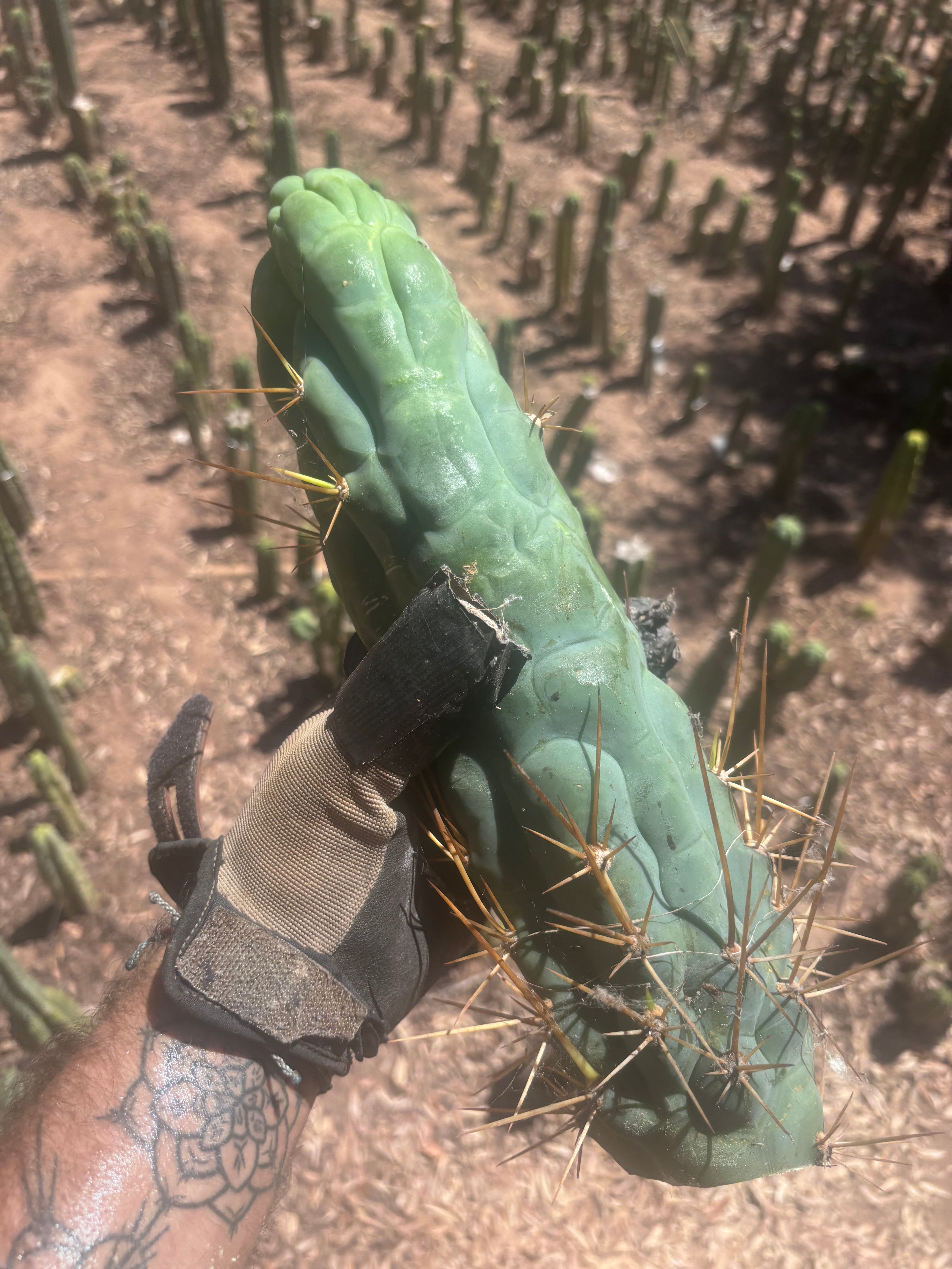 💎👑 Bruce’s Dragon — XXL 14” Tip
