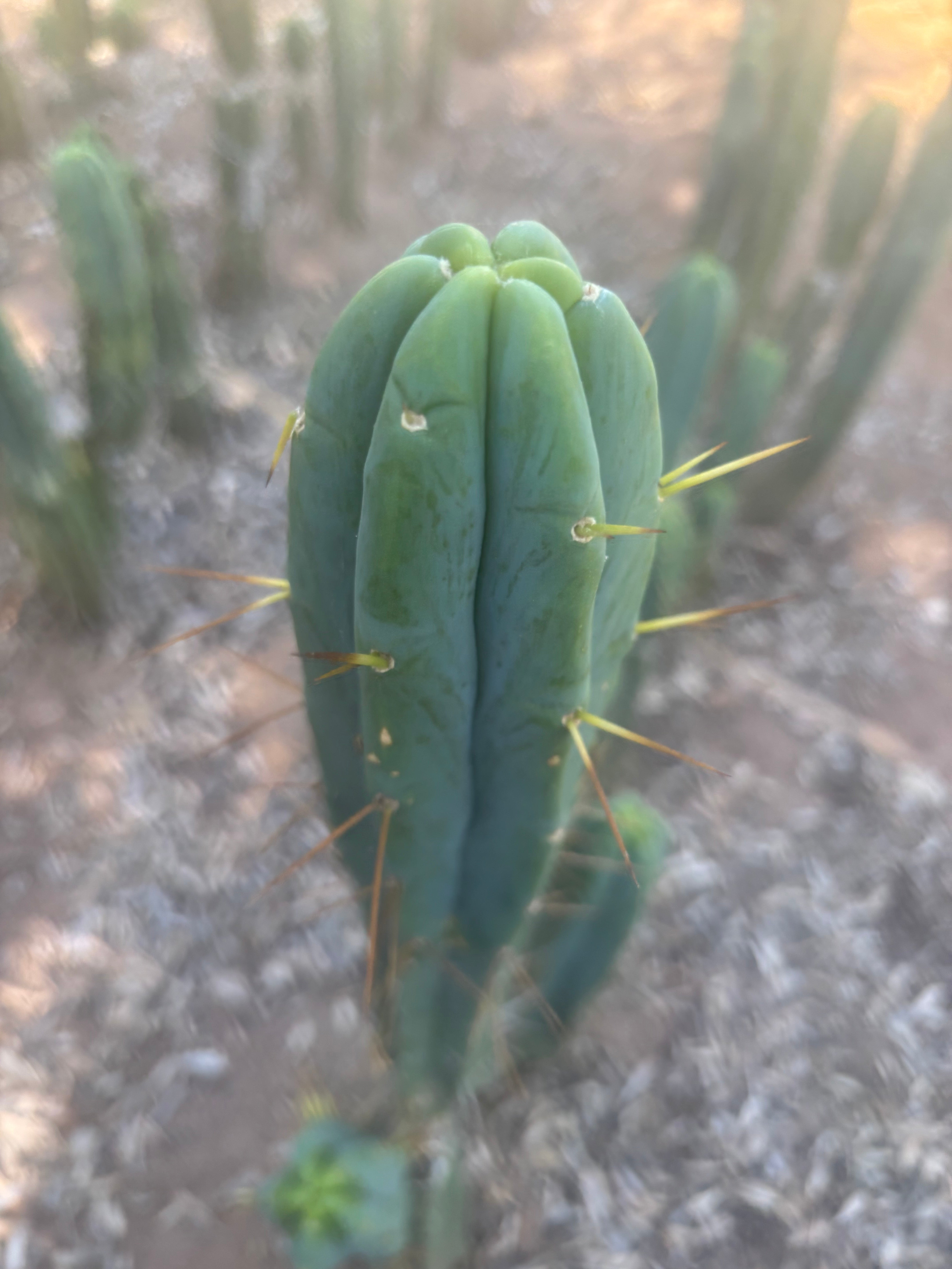 👑🌶️ Species C — XL 15” Pup