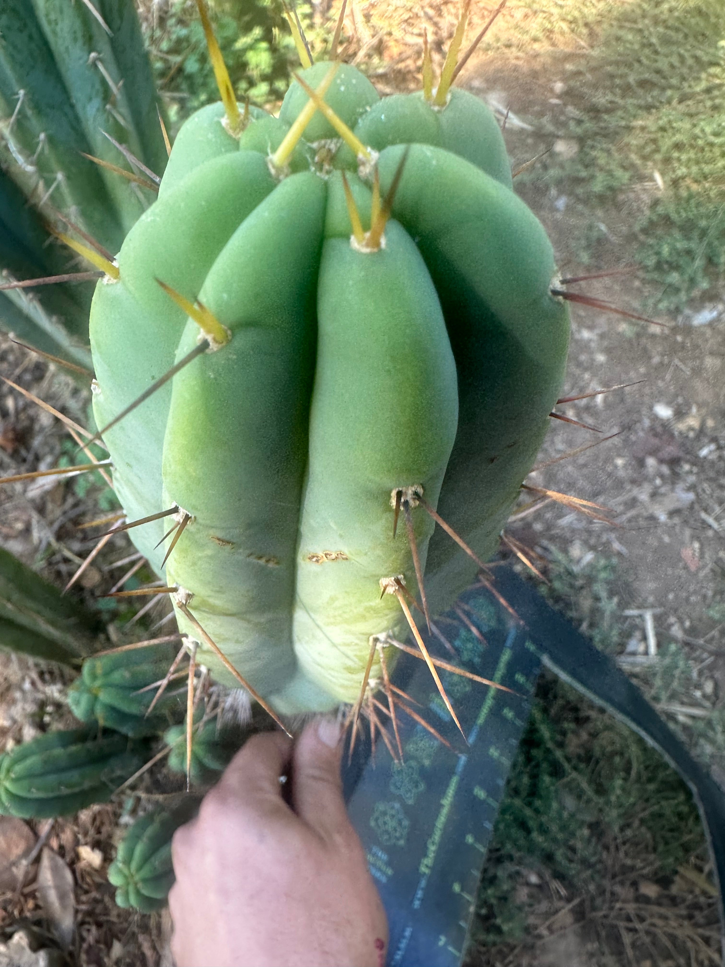 👑🌶️ CA1 Sherman — XL 12” Tip