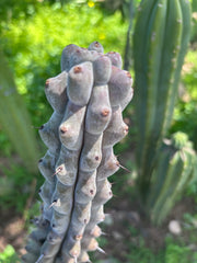 💎 Stenocereus Beneckei