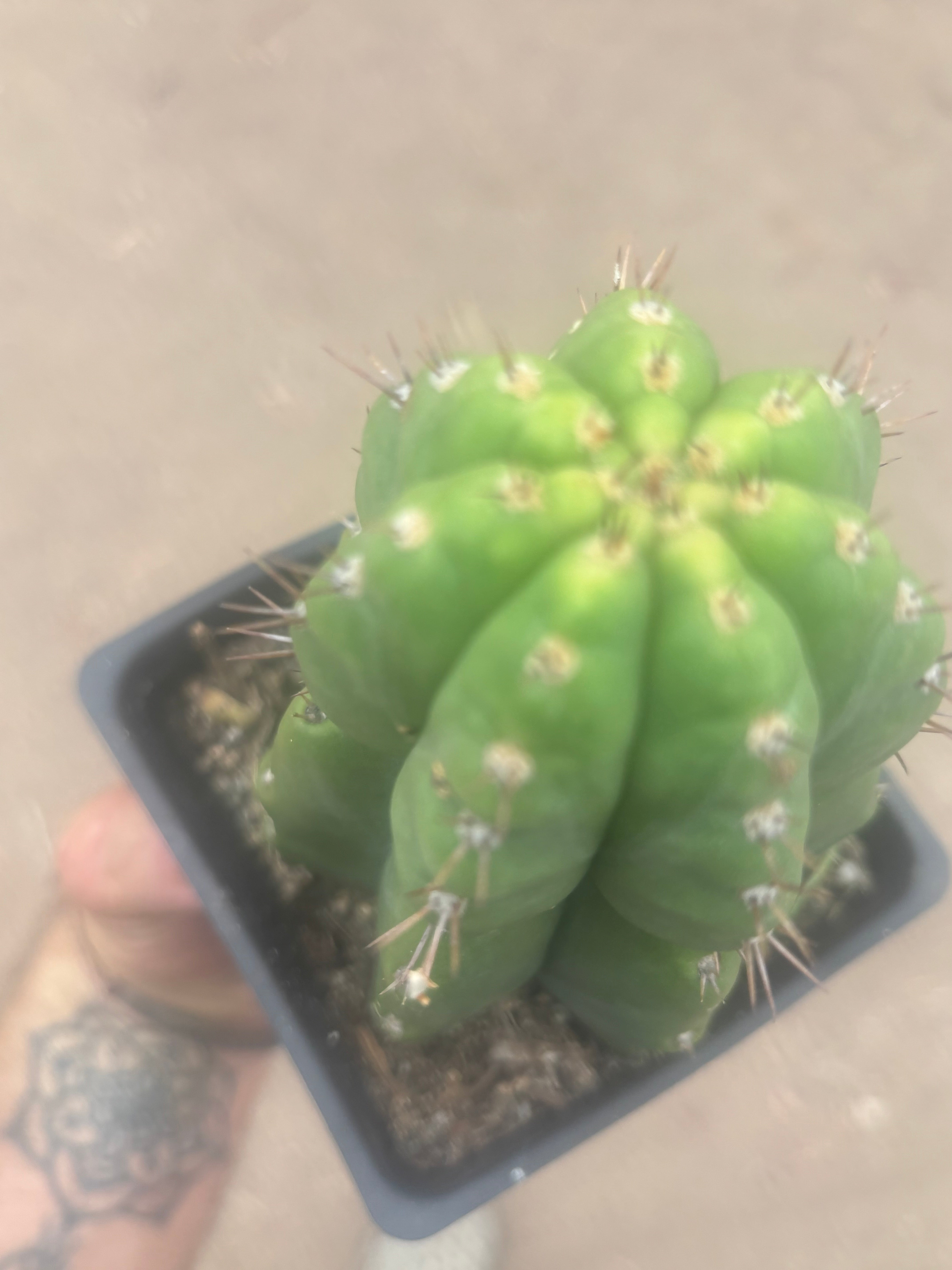 💎👑💎 Parque de Leyendes —BK08611.4 Clone A —  “Work of Art” Tip Graft on Rooted Stock
