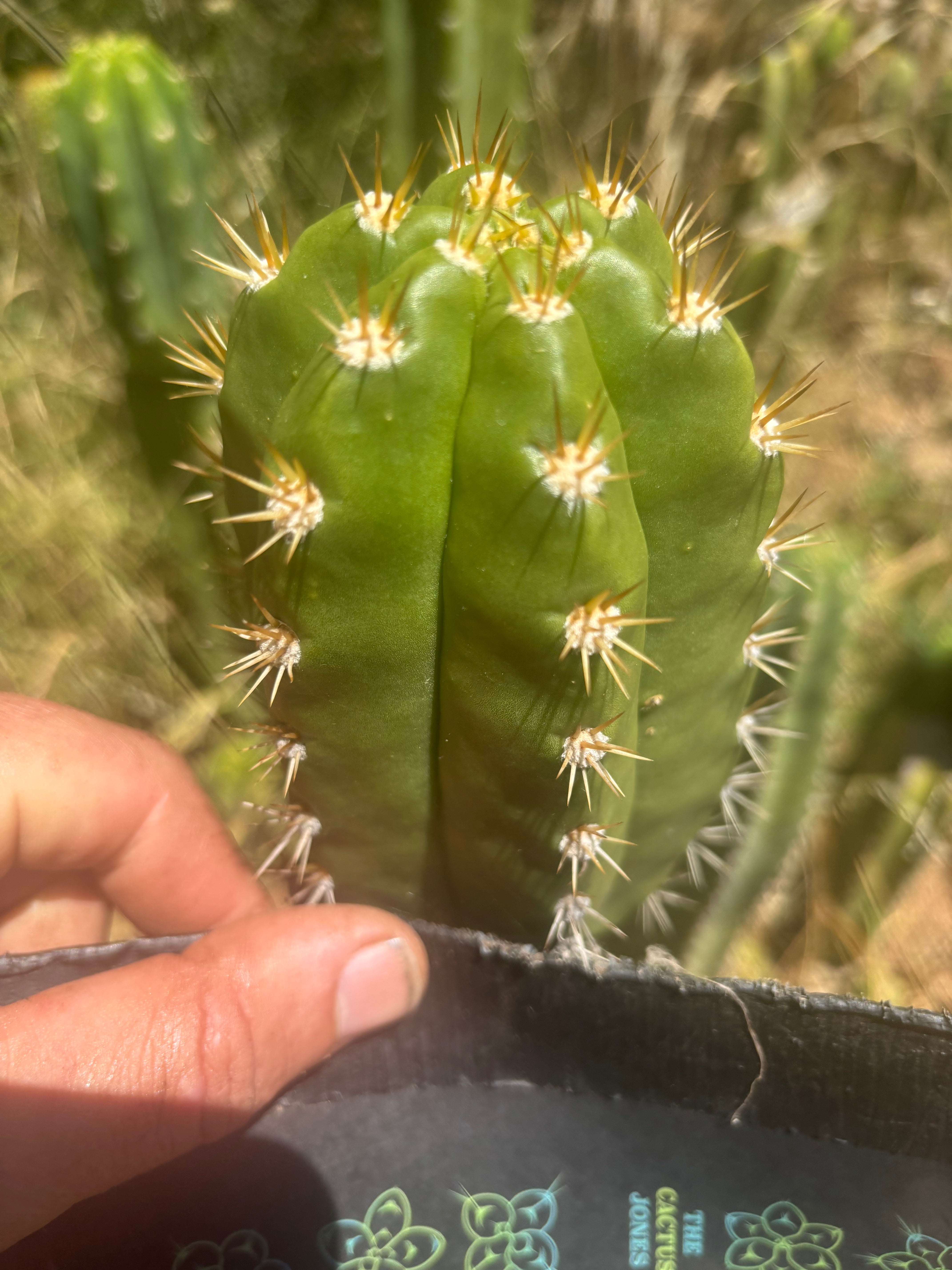 💎👑💎🌶️ CareBear — 4” Tip