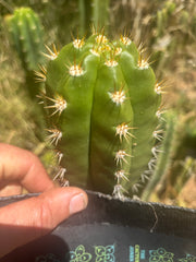 💎👑💎🌶️ CareBear — 4” Tip