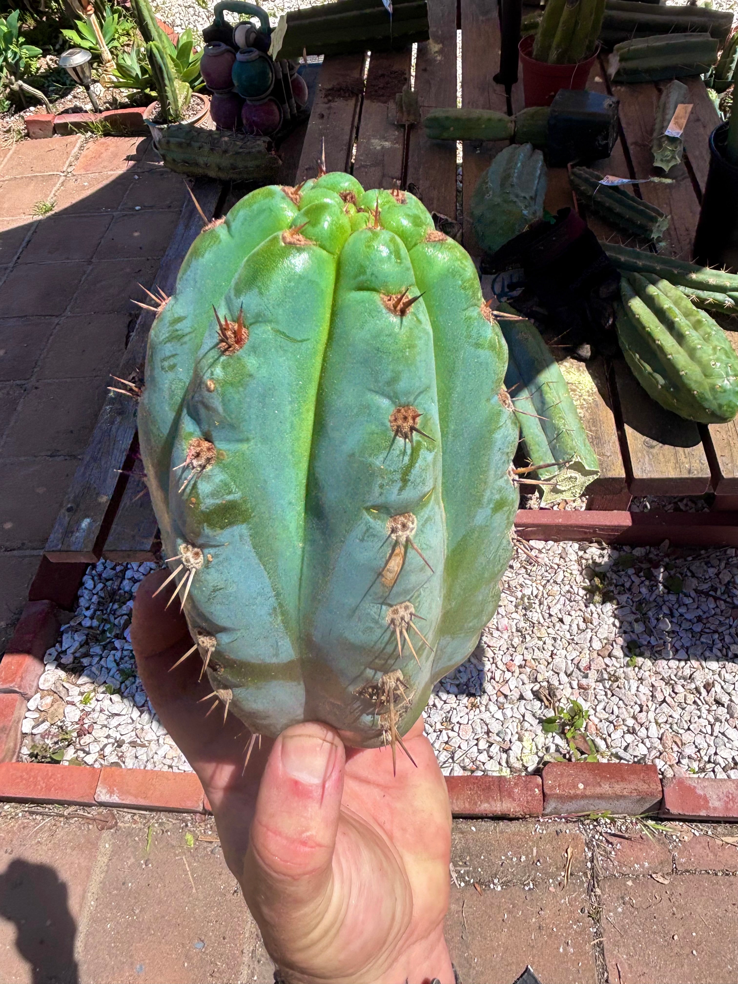 💎👑💎 Papa Smurf — Massive 9” Notch Melon
