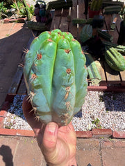 💎👑💎 Papa Smurf — Massive 9” Notch Melon