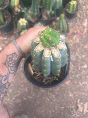 💎👑💎🌶️ CareBear — One More Graft on Rooted Shine01
