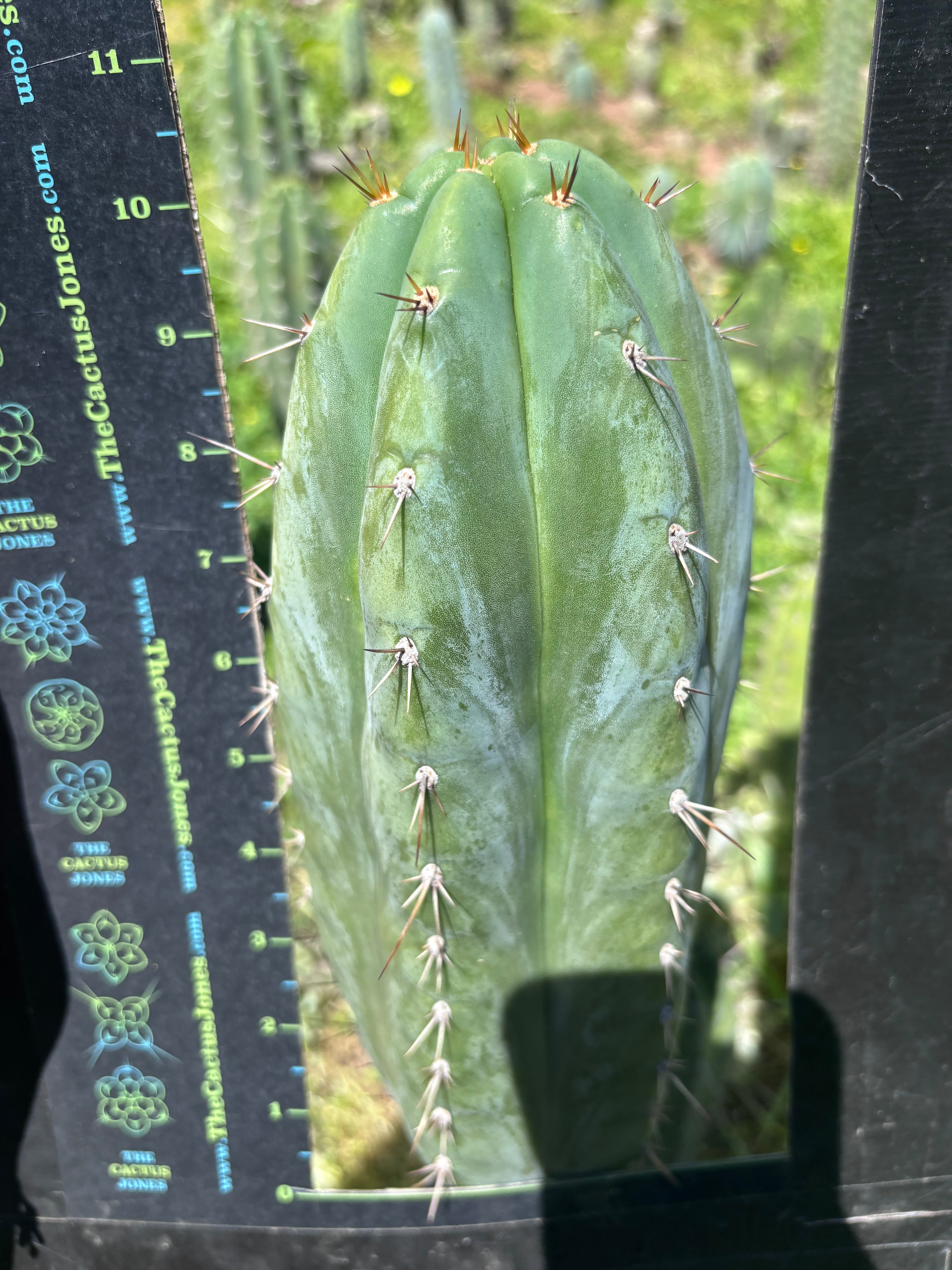 👑🌶️ Kimnach — Fat 11” Tip