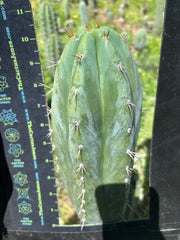 👑🌶️ Kimnach — Fat 11” Tip