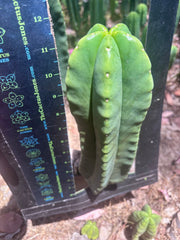 👑💎🌶️ Zulk — Fat 12” Pup