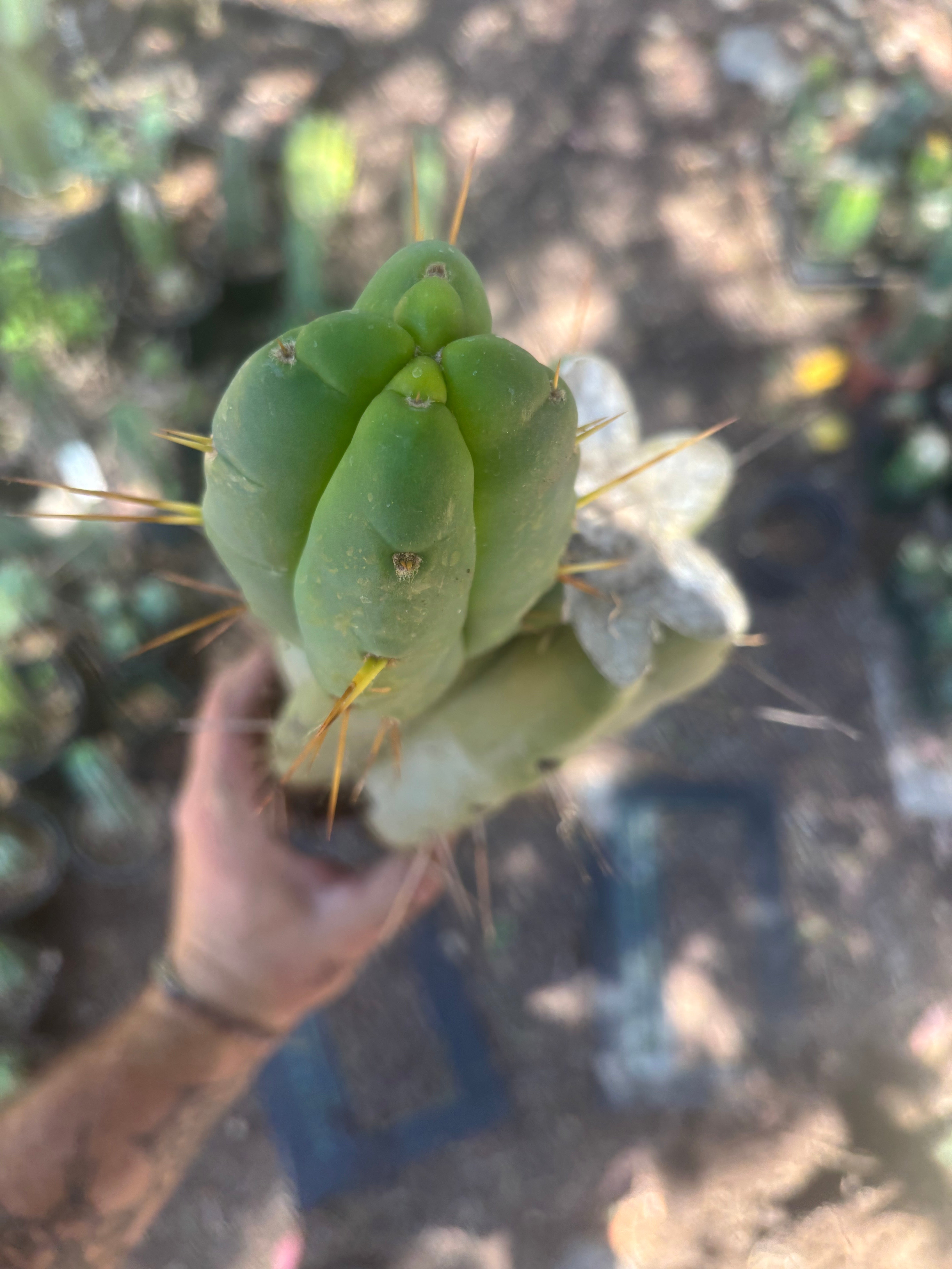 💎👑🌶️🌶️ Eileen — FAT XL Rooted Mid with Fourwang Pup