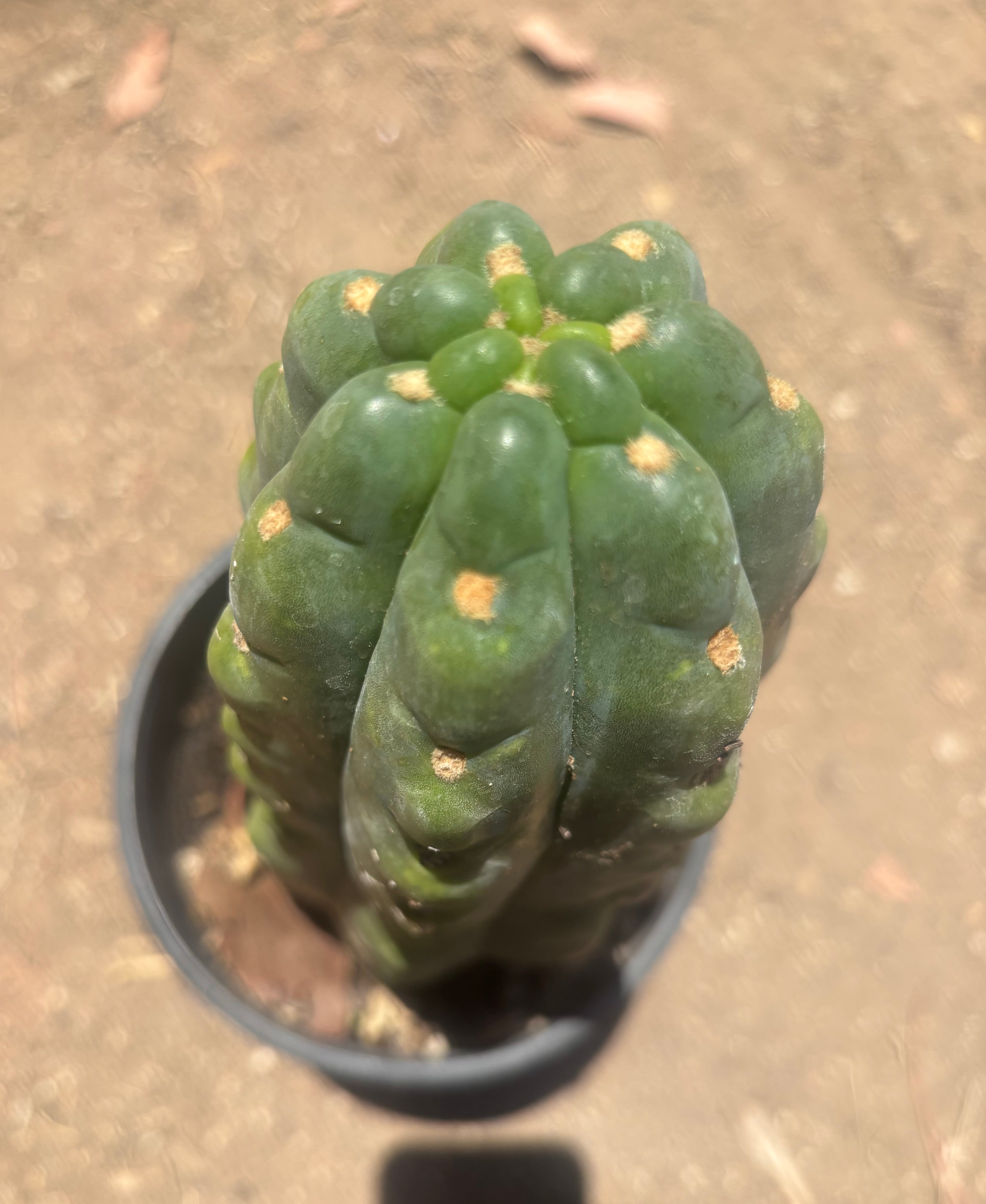 💎👑🌶️  Ichoca — Chonky Rooted 12”