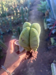 👑💎🌶️ Zulk — Rooted Mid with FourWang Pup