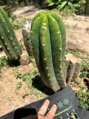 👑🌶️🌶️ Landfill — 11” Pup