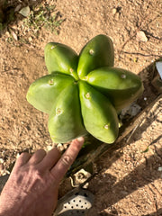 💎👑 Zulk — FATTY Tip