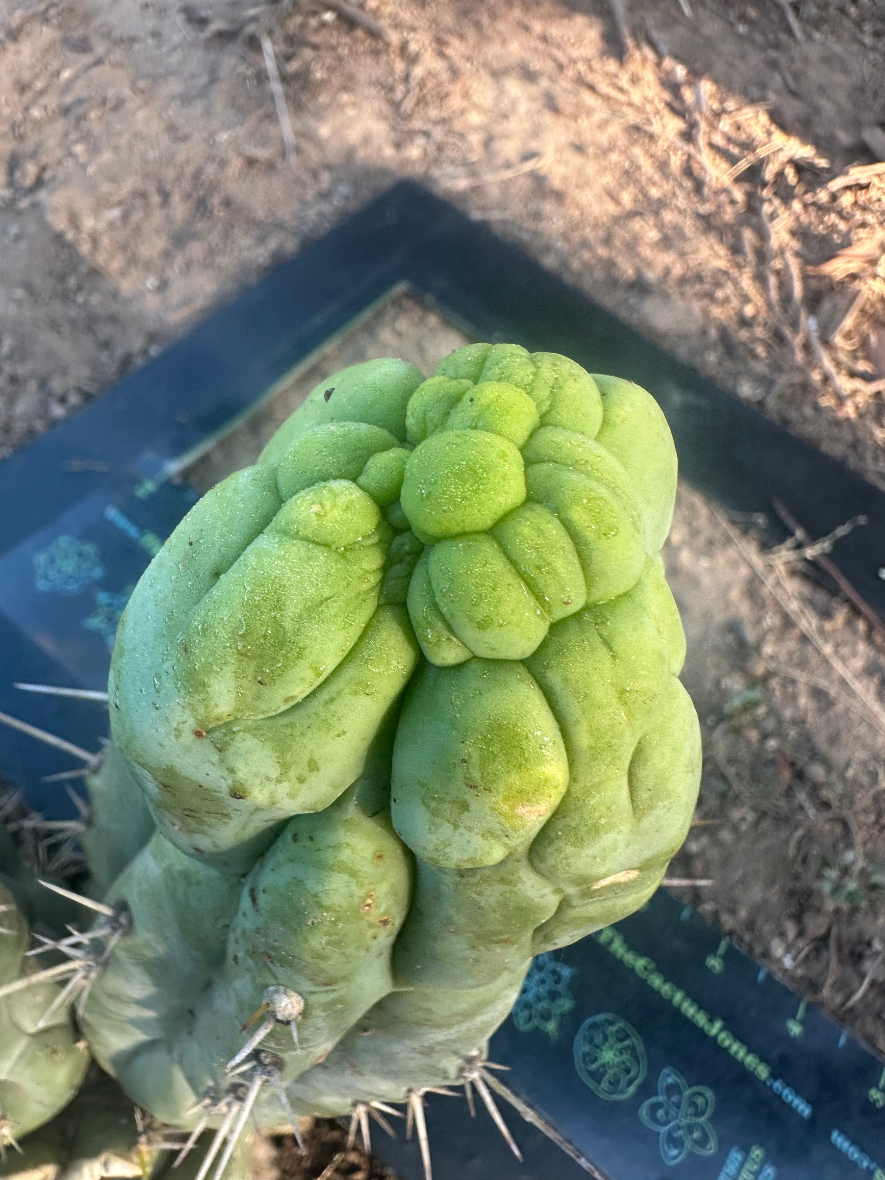 💎👑 Bruce’s Dragon — Chonky 6” Grenade